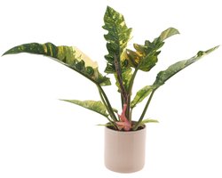 Philodendron Ring of Fire | 30cm | met gebroken witte keramieken pot