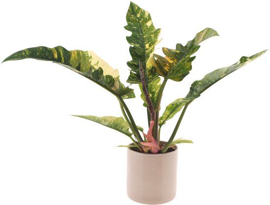 Philodendron Ring of Fire | 30cm | met gebroken witte keramieken pot