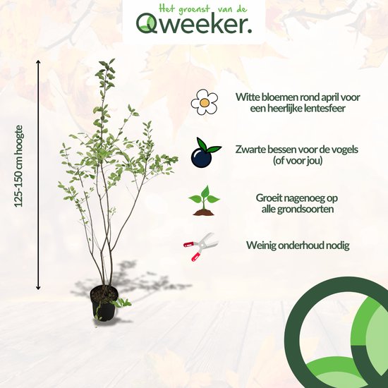 Krentenboompje in pot, 125-150 cm hoog. Met witte bloemen in april en zwarte bessen.
