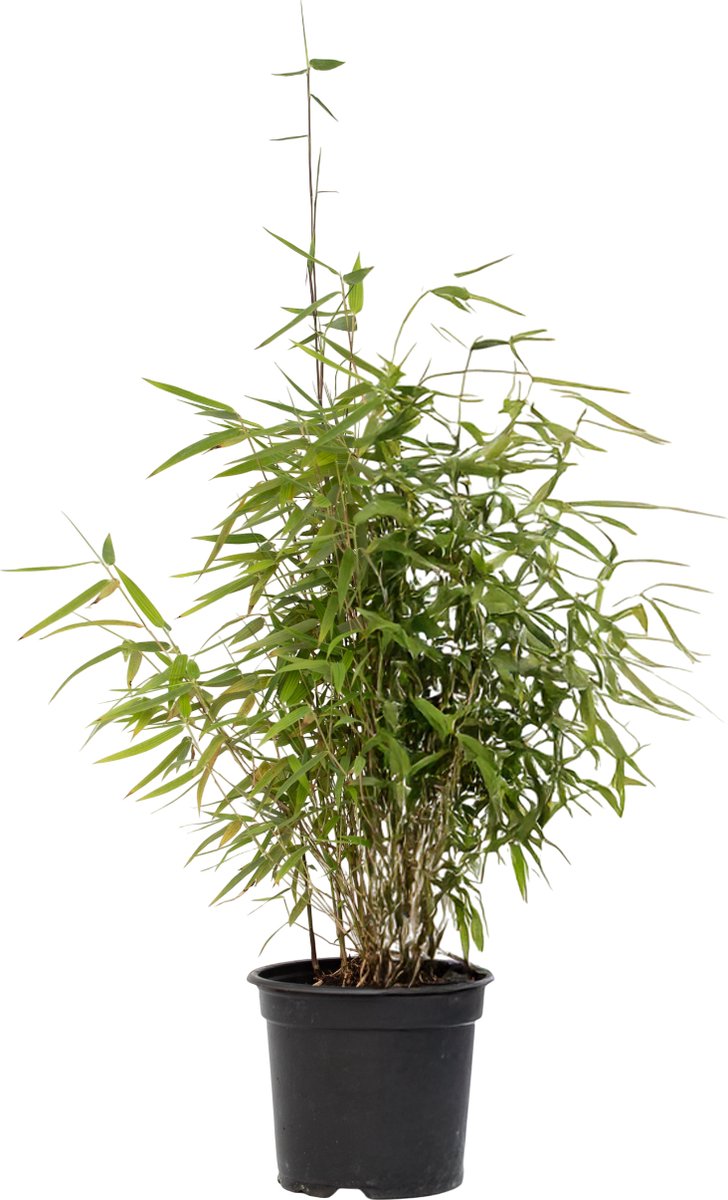 Plant in a Box - Niet-woekerende bamboe - Fargesia nitida 'Red Dragon' - Hoogte 50-70cm - Pot 17cm - Groen