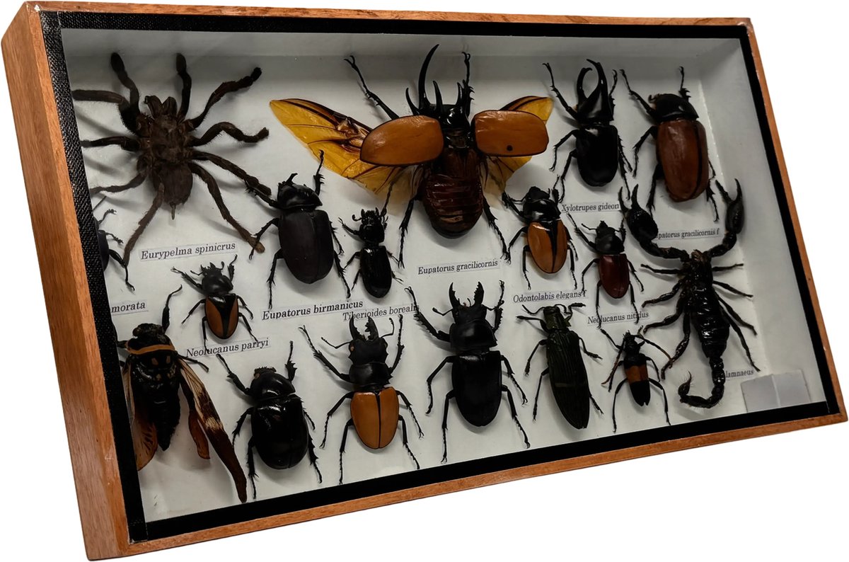 Western Deco - Insecten box Assorti Horizontaal- Eupatorus gracilicornis – Opgezette Insecten - 36x20 cm - #4