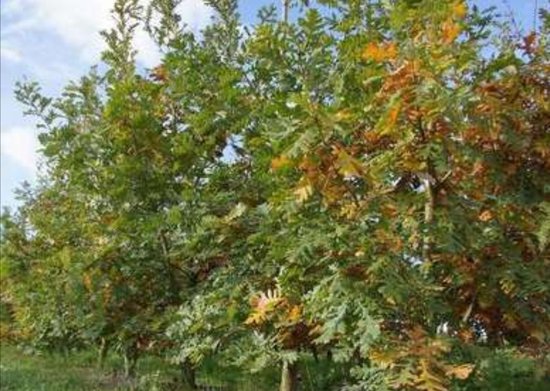 Quercus frainetto - Hongaarse Eik 10/12 cm stamomtrek - Hoogstam in draadkluit