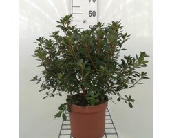 Azalea japonica - Japanse azalea 30- 40 cm in pot