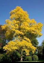 Robinia pseudo. 'Frisia' - Faux Acacia, Faux Acacia Doré Circonférence du tronc 10/12 cm - Standard en pot