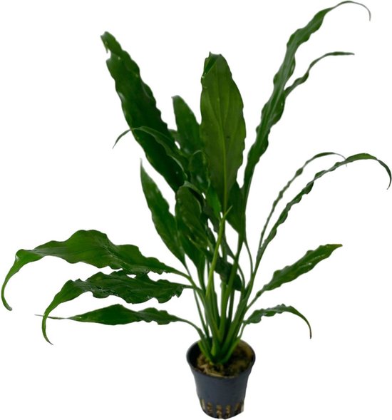 Lepelplant kopen