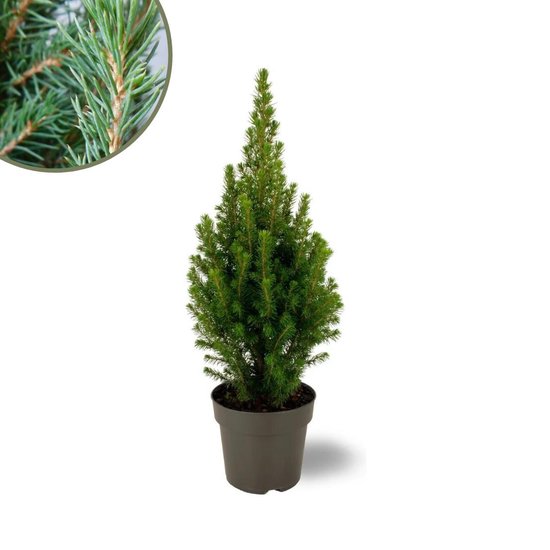 Trendyplants - Kerstboom - Picea glauca Perfecta - Winterhard - Hoogte 30-50 cm - Potmaat Ø15 cm