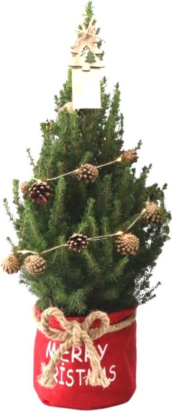 Trendyplants - Kerstboom in rode Xmas zak inclusief verlichting - Picea glauca Conica - Winterhard - Hoogte 60-80 cm - Potmaat Ø19cm