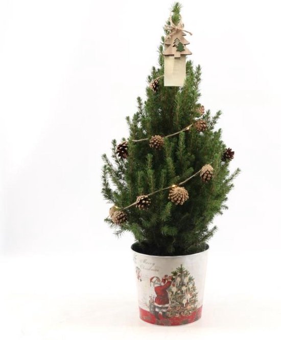 Trendyplants - Kerstboom in sierpot inclusief verlichting - Picea glauca Conica - Winterhard - Hoogte 60-80 cm - Potmaat Ø19cm