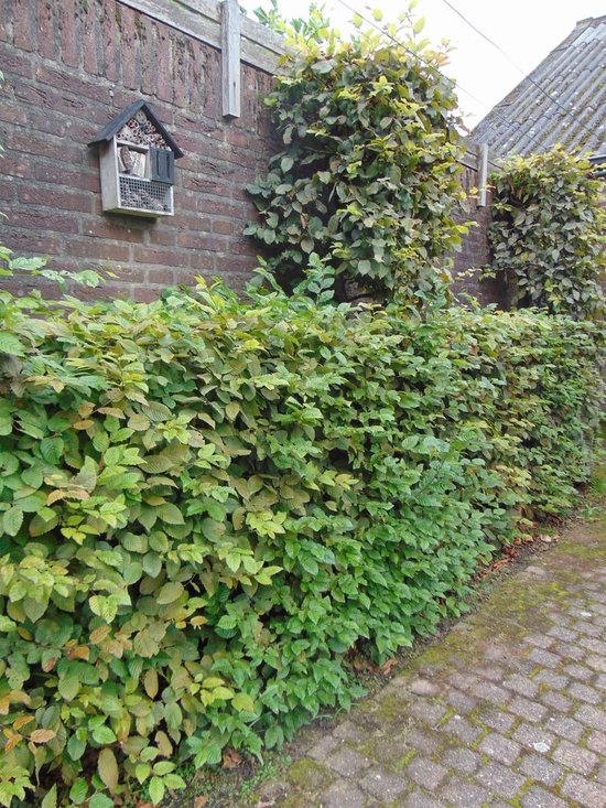 Een dichte haag van Carpinus betulus met groene en geelgroene bladeren langs een bakstenen muur.
