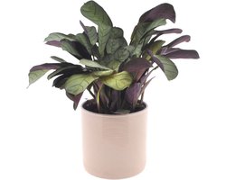 Calathea | Ctenanthe Amagris | 30cm | met gebroken witte keramieken pot
