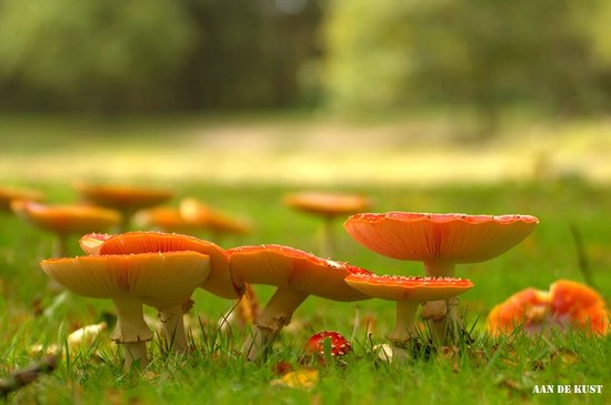 Durensa® DH glas infrarood verwarmingspaneel met afbeelding naar keuze 1250 W met Wifi ontvanger en slimme thermostaat