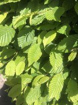 10x Gewone haagbeuk - Carpinus betulus | blote wortel