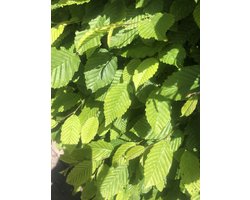 10 x Carpinus betulus - Gewone haagbeuk 80-100 cm blote wortel