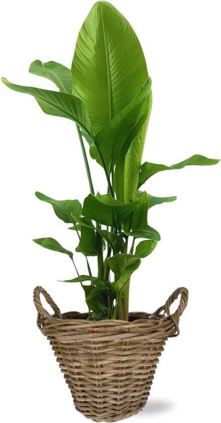 Leflos 120cm Kunstmatige Paradijsvogelplant Met Verstelbare Bladeren - Realistische Strelitzia Voor Binnen