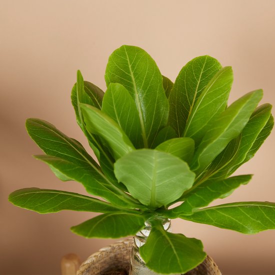 Top van een Brighamia insignis plant met volle, groene bladeren in rieten pot.