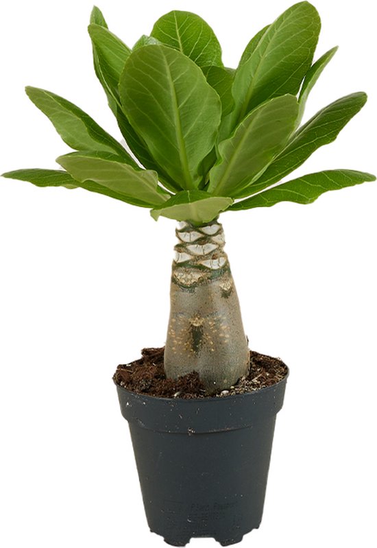 Bloomique - Brighamia Insignis - Hawaii Palm - Kamerplanten - Luchtzuiverend -...
