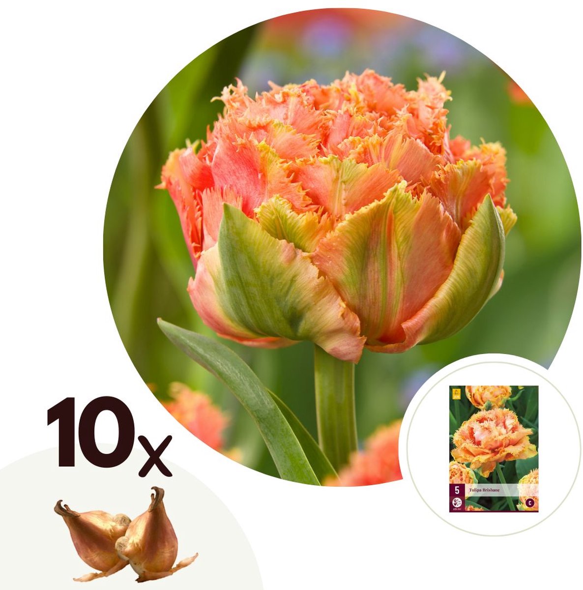 Plant in a Box - Tulipa Brisbane - Bloem bollen x10 - Tulp - Roze - Tulpen uit Holland