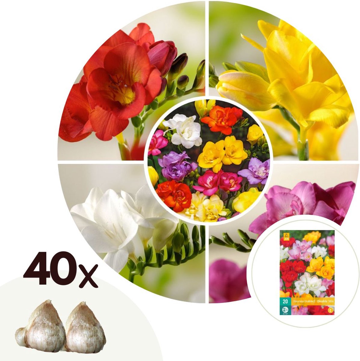 Plant in a Box - Freesia Double Mix - x40 Bloembollen - Zomerbloeiende bloembollen voor tuin, terras of balkon.