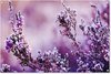 Lavande, Violet