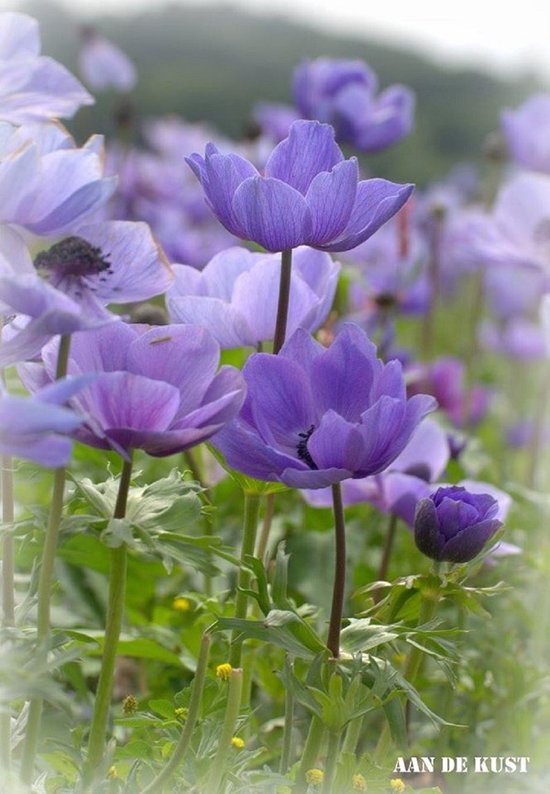 Durensa ® DH metalen infrarood verwarmings paneel met afbeelding 930 W met Wifi plug-inn