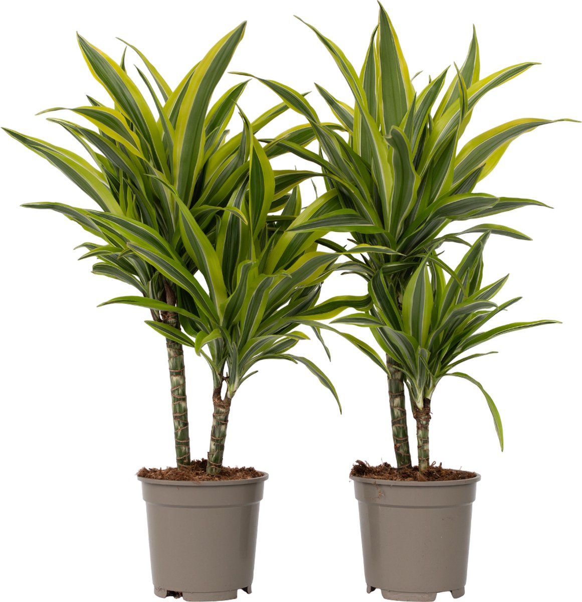 Plant in a Box - Dracaena Deremensis - Lemon Lime - Drakenboom - set van 2 - Pot 17cm - Hoogte 60-70cm