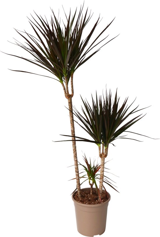 Plante en Boite - Dracaena Marginata Magenta - Plante d'intérieur Dracaena Magenta - Pot de 24cm - Hauteur 110-130cm