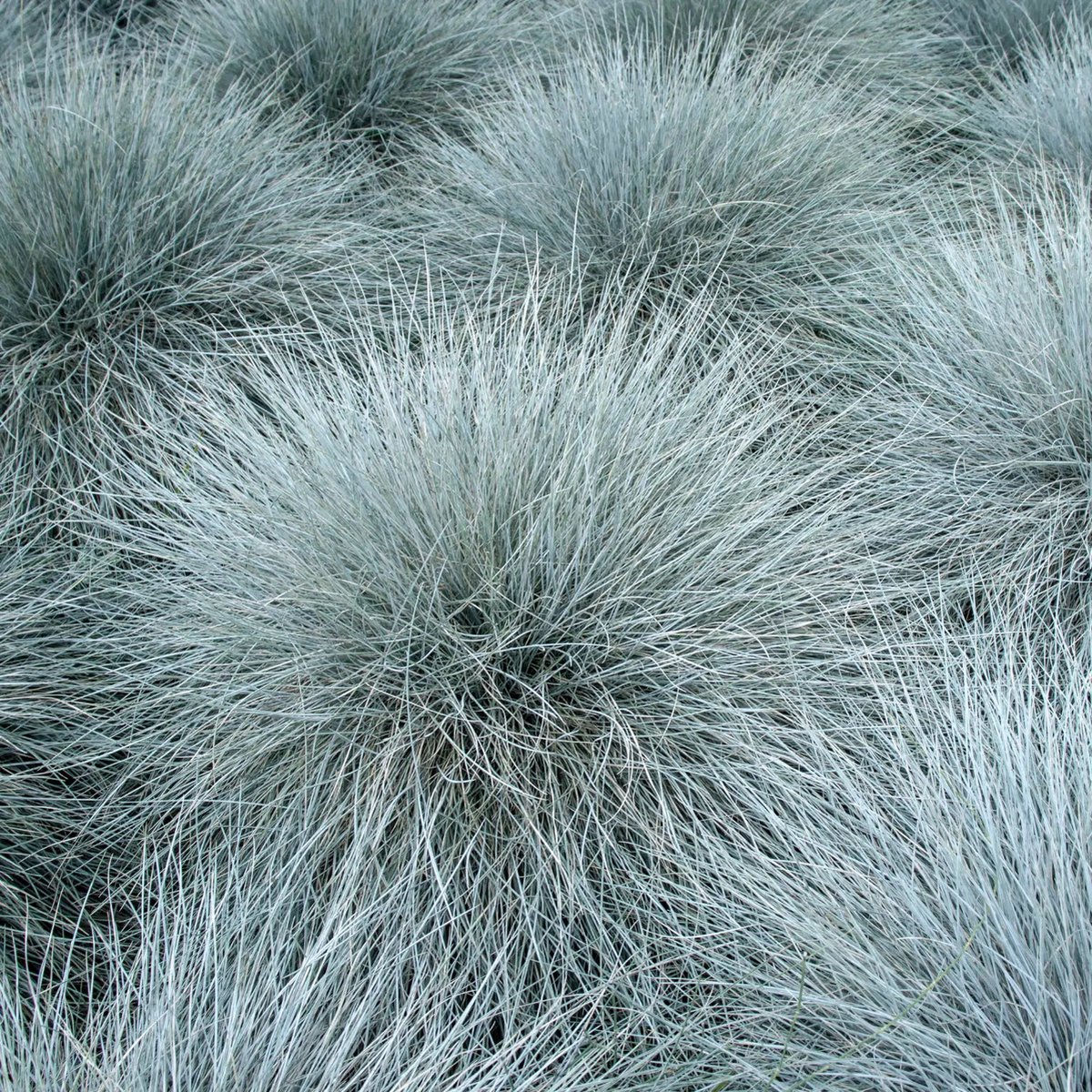 12x Festuca glauca 'Elijah Blue' (Schapengras) – Winterhard Siergras (Voor 2m², p9 Potmaat, 9x9 cm)