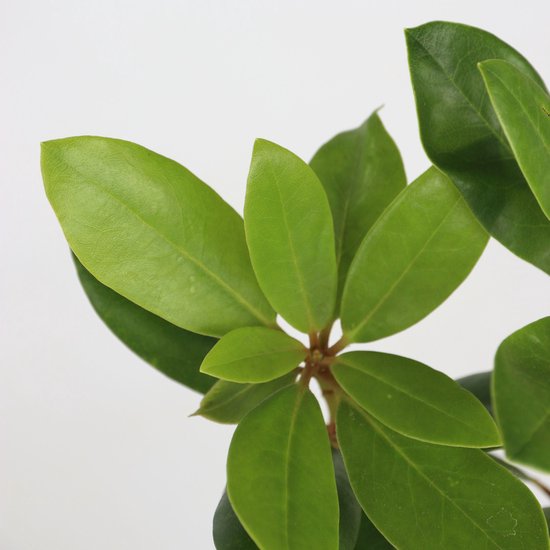 PLANT IN A BOX - Rhododendron Mix - Set de 3 Rhododendron - Pot ⌀9 cm - Hauteur ↕ 20-30 cm