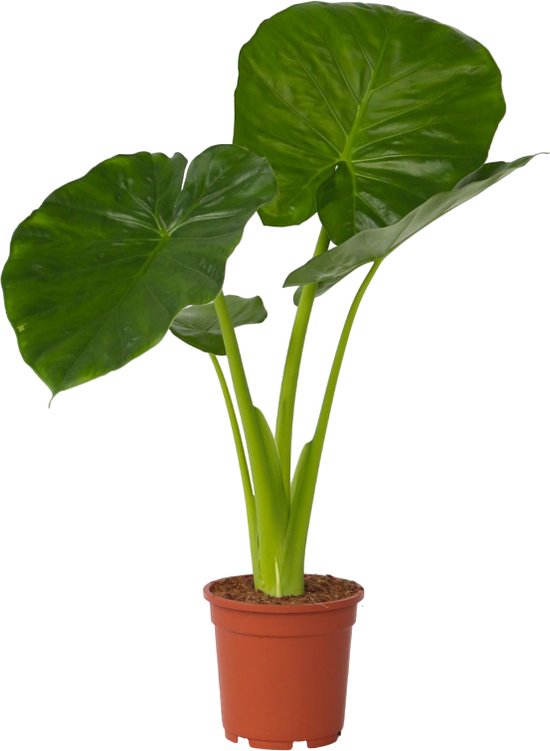 Alocasia – Odora – Hoogte 55 tot 75cm