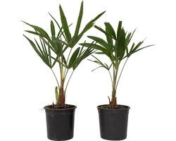 Plant in a Box - Trachycarpus Fortunei - Set van 2 - Winterharde Aziatische Waaierpalmboom - Pot 15cm - Hoogte 35-45cm