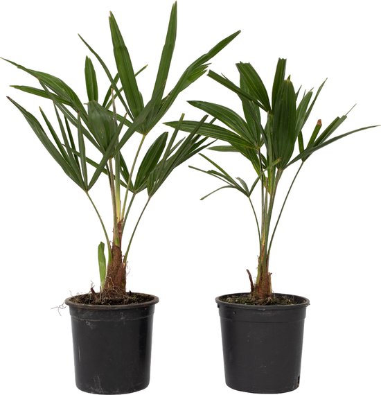 Twee groene Aziatische waaierpalmen in zwarte potten.