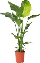 Plant in a Box - Strelitzia Nicolai - Paradijsvogelbloem - Paradijsvogelplant - Groene kamerplant - Pot 21cm - Hoogte 90-110cm