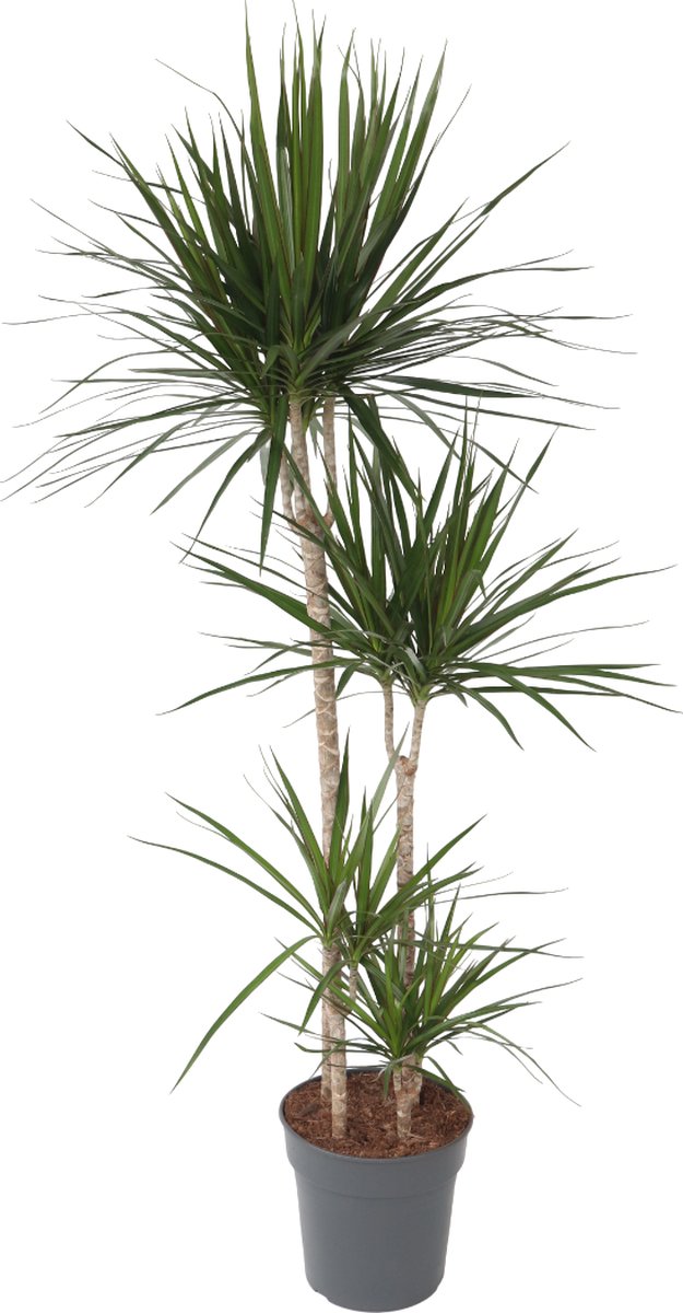 Plant in a Box - Dracaena Marginata - XL Drakenbloedboom - Groene kamerplant - Pot van 27cm - Hoogte 150-160cm