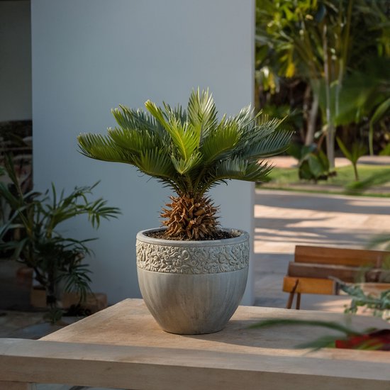 Cycas revoluta in grijze sierpot met decoratief patroon. Staat op een houten tafel buiten.