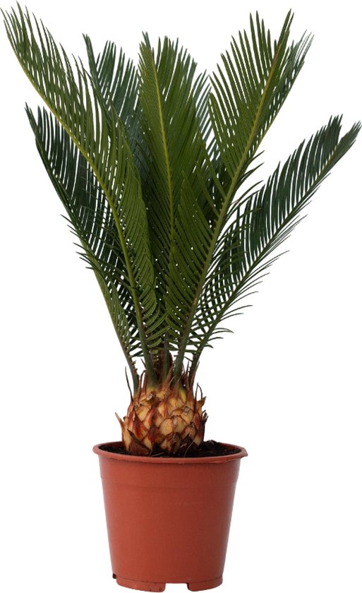 Cycas revoluta in bruine plastic kwekerspot, op witte achtergrond.