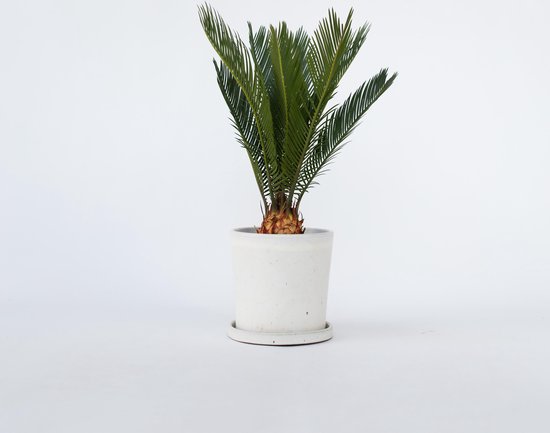 Cycas Revoluta in een witte pot met schotel, met groene, puntige bladeren.