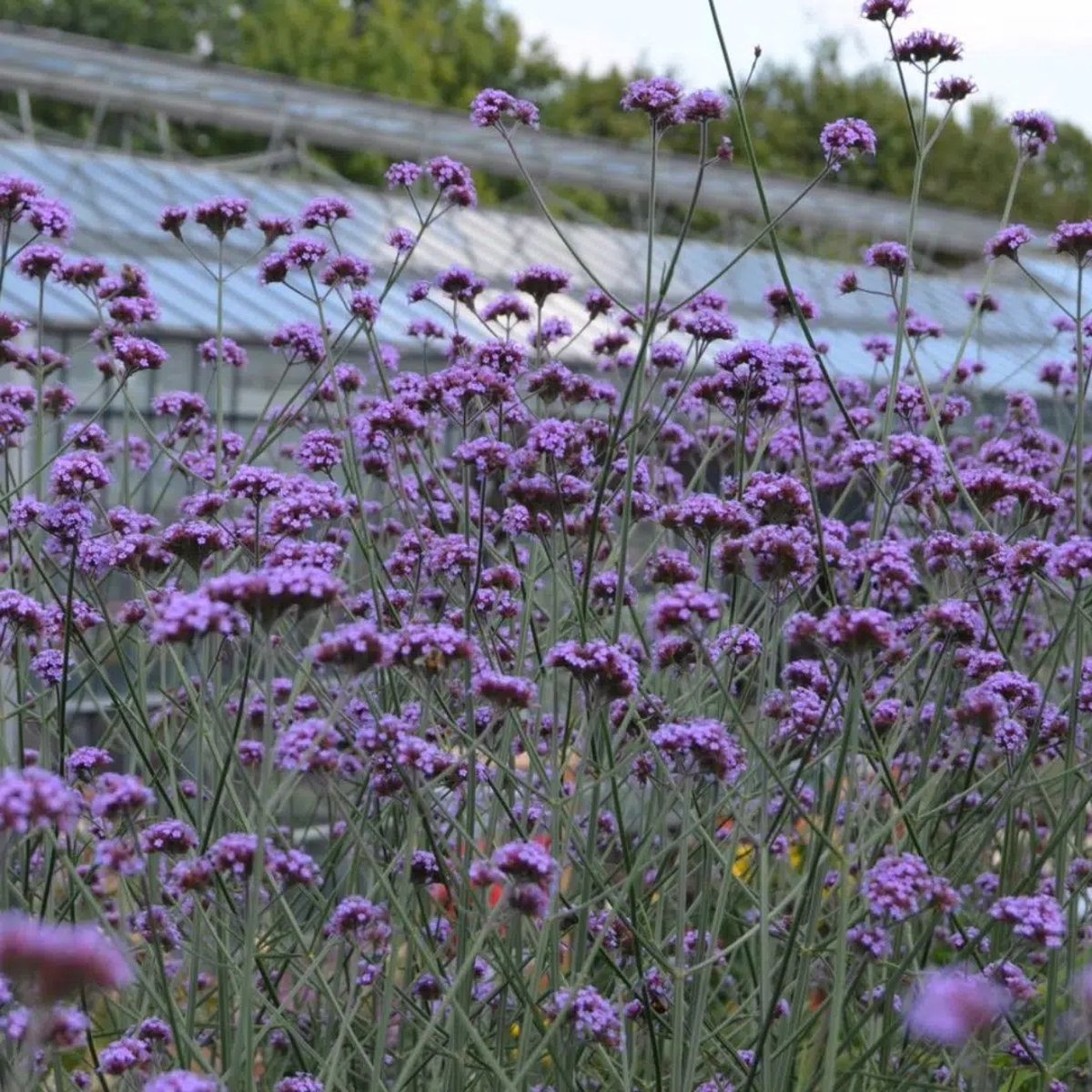 12x Verbena bonariensis (IJzerhard) – Winterharde Vaste Plant (Voor 2m², p9 Potmaat, 9x9 cm)