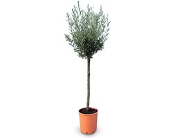 Sunny Tree - Olijfboom op stam - 10 jaar oude olijfboom - Boom - Winterhard - Groenblijvend - Bol op stam - 160 cm hoog