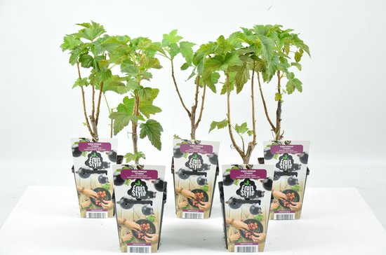 Mini Fruitplanten - set van 5 stuks Ribes nigrum 'Titania' (Aalbes) - hoogte 30-40 cm