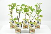 Mini Fruitplanten - set van 5 stuks Ribes rubrum 'Witte Hollander' (Aalbes) - hoogte 30-40 cm