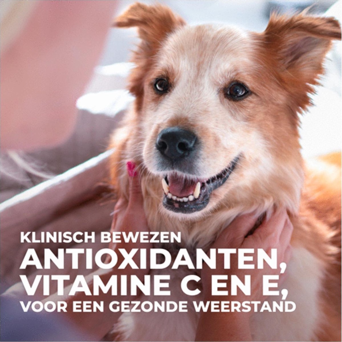 Hill's Canine Adult Large Breed - Hondenvoer - Kip 2.5 kg thumbnail 5