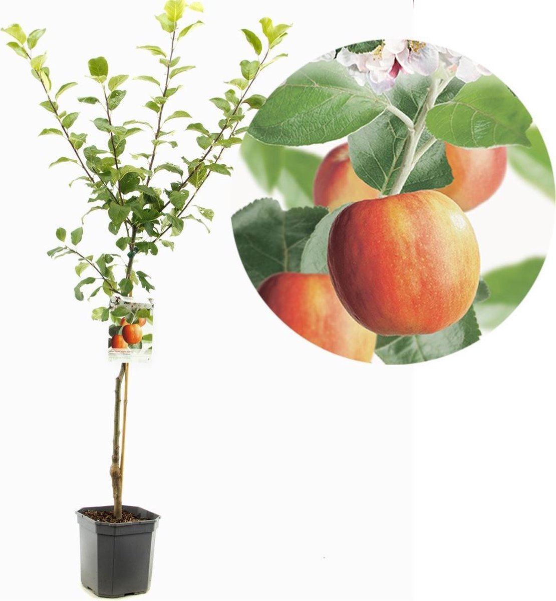 Malus domestica Santana | appel met laag allergeen | laagstam