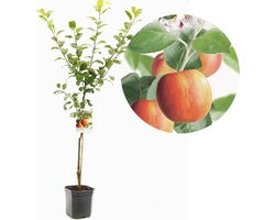 Malus domestica Santana | appel met laag allergeen | laagstam