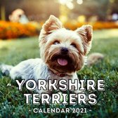 Yorkshire Terriers