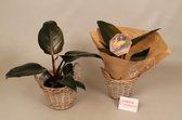 Philodendron Red Diamond - ⌀17 cm - Hoogte ↕40 cm - Inclusief siermand - Vers uit eigen kwekerij!