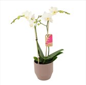 Orchidee van Botanicly – Orchidee in Zandkleurige keramiek pot 'Eline' als set – Hoogte: 50 cm, 2 takken – Phalaenopsis Multiflora Snowflake