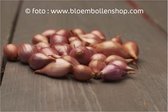 PLANTUI - PLANTAJUIN ROSANNA 250 gram - ajuin - ui - oignon - onion