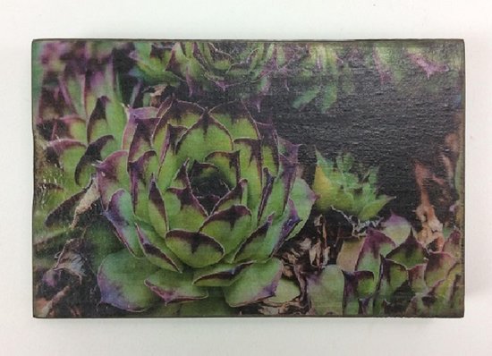 Afbeeldingsblok 10x15 cm Vetplant Agave victoria m