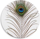 Forex Wandcirkel - Pauwenveer - 40x40cm Foto op Wandcirkel (met ophangsysteem)