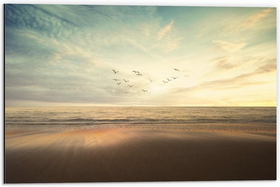 Dibond - Vogels boven de Zee op het Strand - 60x40cm Foto op Aluminium (Met Ophangsysteem)